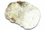 Fossil Whale Caudal Vertebra - Yorktown Formation #362056-1
